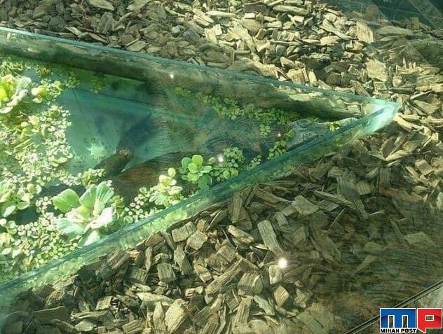 وجود تمساح در مرکز خرید اپال تهران + عکس 2 وجود تمساح در مرکز خرید اپال