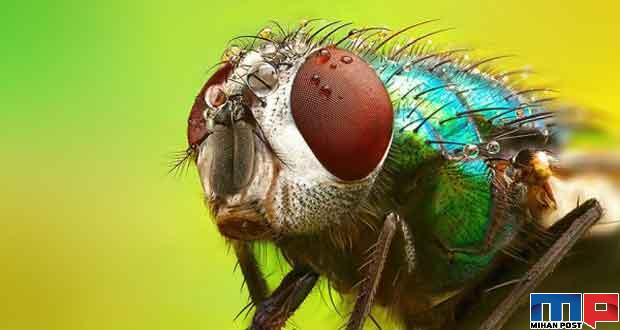 قرنیه چشم مگس میوه الهام بخش ساخت پوششهای نانو 7 پوششهای نانو