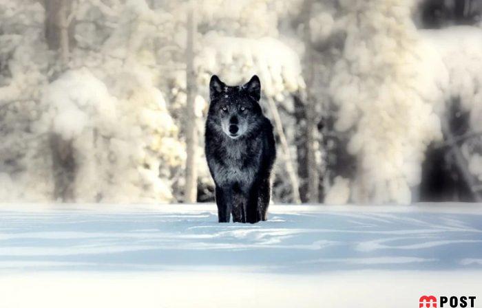 ویژگی های مردان سیگما