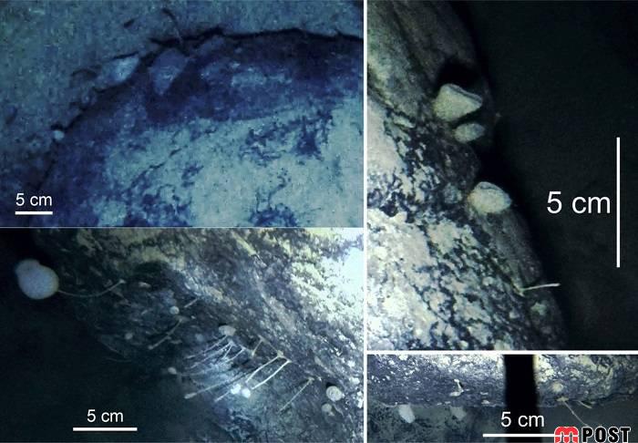 کشف موجوداتی عجیب که در تاریکی مطلق زندگی میکنند 4 کشف موجوداتی عجیب
