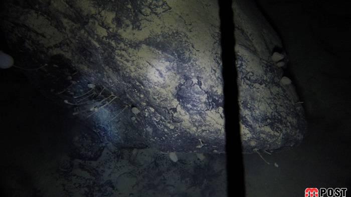 کشف موجوداتی عجیب که در تاریکی مطلق زندگی میکنند 3 کشف موجوداتی عجیب