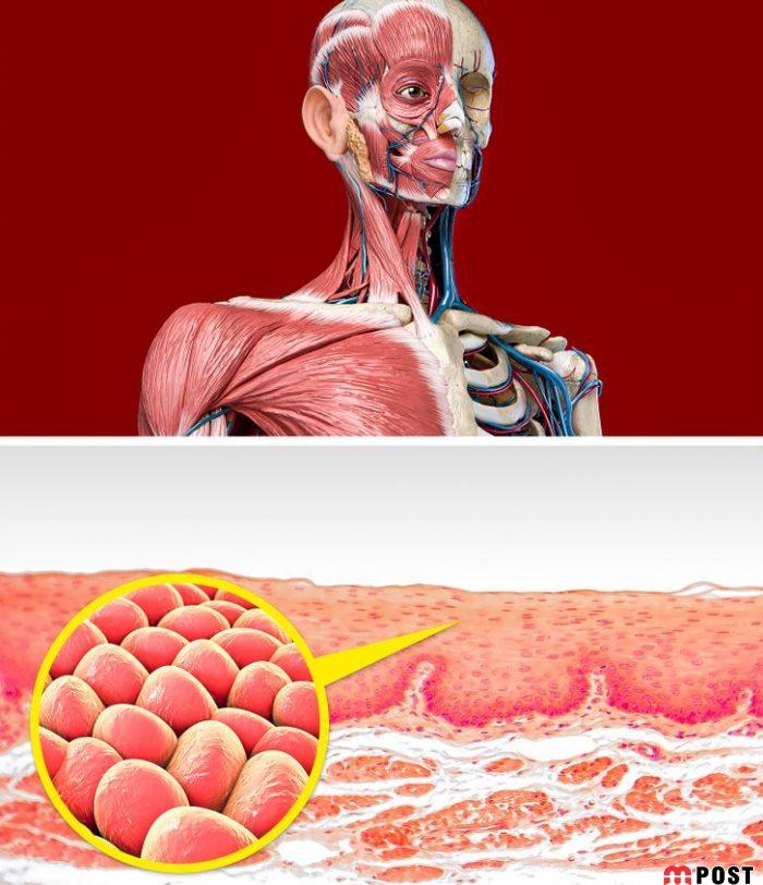 خوردن پیاز چه تغییراتی در سلامتی بدن ایجاد می کند؟ 4 خوردن پیاز