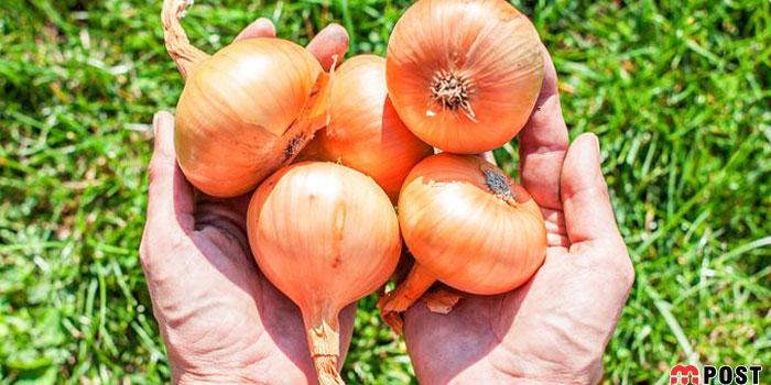 خوردن پیاز چه تغییراتی در سلامتی بدن ایجاد می کند؟ 1 خوردن پیاز