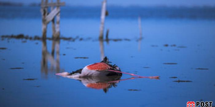 دهها هزار پرنده مهاجر در مازندران بر اثر بیماری مشکوک تلف شدند 1 پرنده مهاجر
