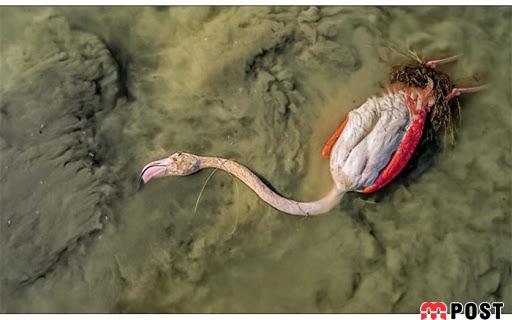 دهها هزار پرنده مهاجر در مازندران بر اثر بیماری مشکوک تلف شدند 2 پرنده مهاجر