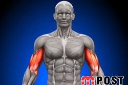 کشف پروتئین جدیدی که رشد سریع عضلات را ممکن می سازد 2 رشد سریع عضلات