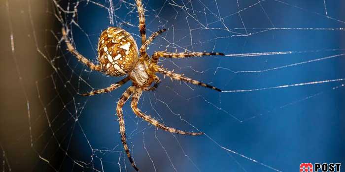 تار عنکبوت مستقل و بدون کمک از مغز بافته می شود 13 تار عنکبوت