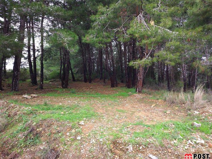 شیان لویزان، زیباترین پارک جنگلی تهران را بشناسیم + عکس 6 زیباترین پارک جنگلی تهران