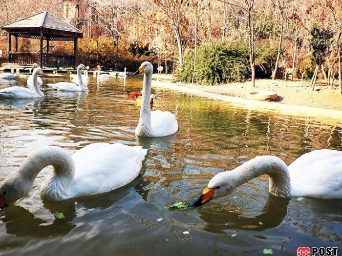 شیان لویزان، زیباترین پارک جنگلی تهران را بشناسیم + عکس 4 زیباترین پارک جنگلی تهران