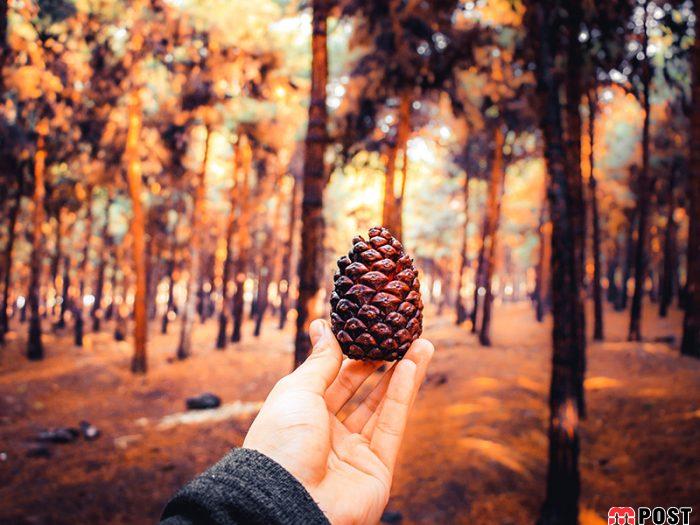 شیان لویزان، زیباترین پارک جنگلی تهران را بشناسیم + عکس 2 زیباترین پارک جنگلی تهران