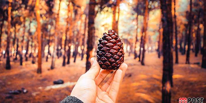 شیان لویزان، زیباترین پارک جنگلی تهران را بشناسیم + عکس 1 زیباترین پارک جنگلی تهران