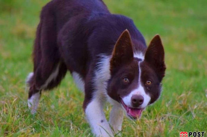 گرانترین سگ گله جهان به قیمت ۲۷ هزار پوند فروخته شد 5 گرانترین سگ گله