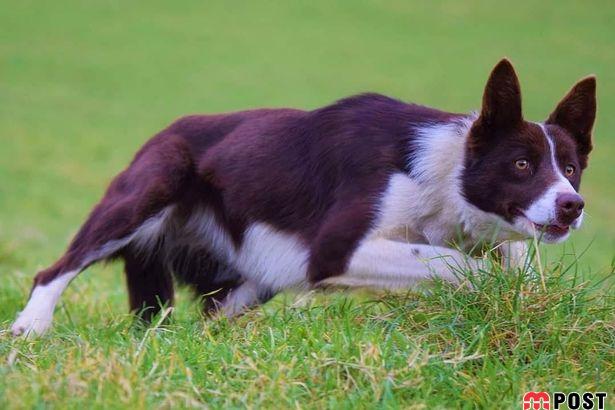 گرانترین سگ گله جهان به قیمت ۲۷ هزار پوند فروخته شد 3 گرانترین سگ گله