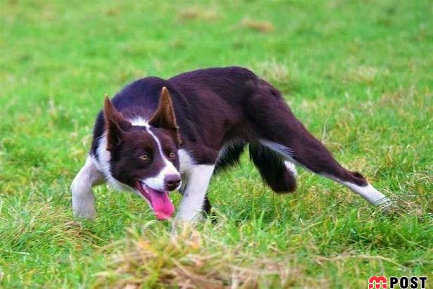 گرانترین سگ گله جهان به قیمت ۲۷ هزار پوند فروخته شد 2 گرانترین سگ گله