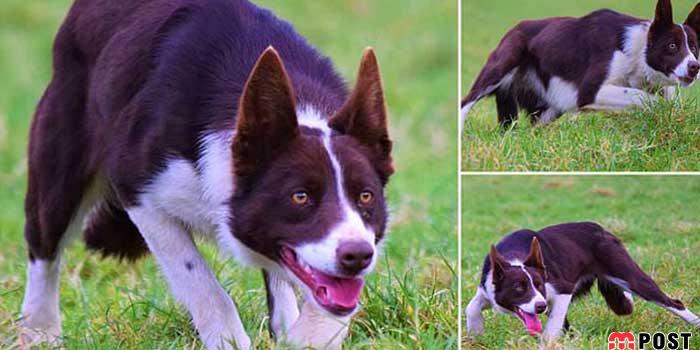 گرانترین سگ گله جهان به قیمت ۲۷ هزار پوند فروخته شد 7 گرانترین سگ گله