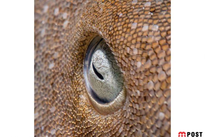 برنده مسابقه عکاسی زیر آب ؛میهمانی ماهی ها در دهان کوسه نهنگ 11 مسابقه عکاسی زیر آب