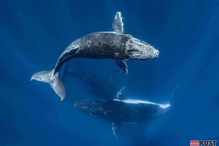 برنده مسابقه عکاسی زیر آب ؛میهمانی ماهی ها در دهان کوسه نهنگ 21 مسابقه عکاسی زیر آب