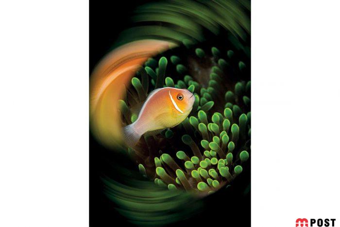 برنده مسابقه عکاسی زیر آب ؛میهمانی ماهی ها در دهان کوسه نهنگ 22 مسابقه عکاسی زیر آب