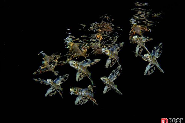 برنده مسابقه عکاسی زیر آب ؛میهمانی ماهی ها در دهان کوسه نهنگ 23 مسابقه عکاسی زیر آب