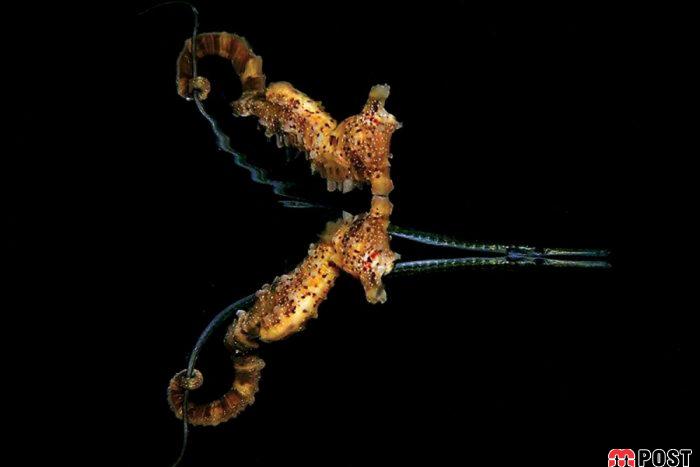 برنده مسابقه عکاسی زیر آب ؛میهمانی ماهی ها در دهان کوسه نهنگ 24 مسابقه عکاسی زیر آب