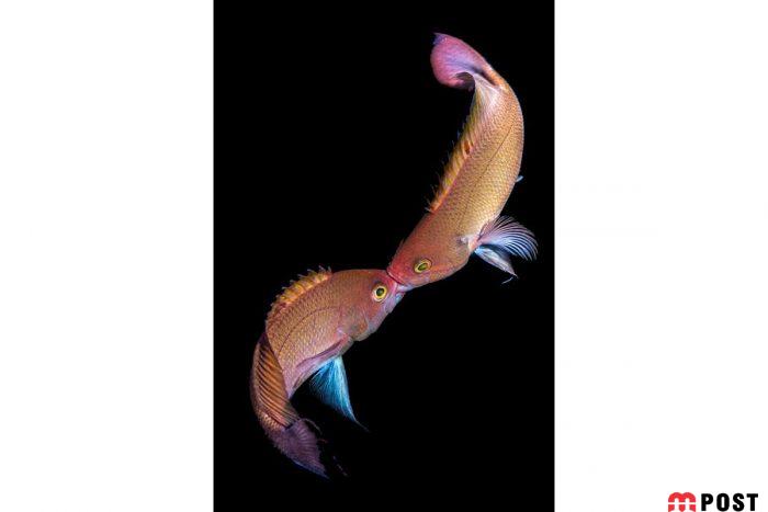 برنده مسابقه عکاسی زیر آب ؛میهمانی ماهی ها در دهان کوسه نهنگ 25 مسابقه عکاسی زیر آب