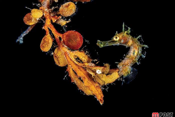 برنده مسابقه عکاسی زیر آب ؛میهمانی ماهی ها در دهان کوسه نهنگ 26 مسابقه عکاسی زیر آب