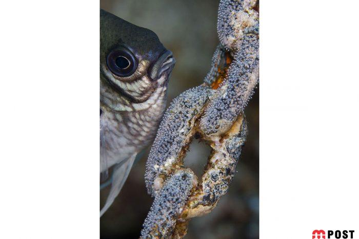 برنده مسابقه عکاسی زیر آب ؛میهمانی ماهی ها در دهان کوسه نهنگ 28 مسابقه عکاسی زیر آب