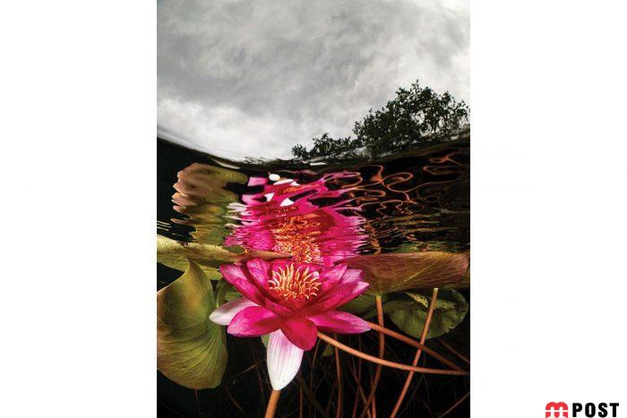 برنده مسابقه عکاسی زیر آب ؛میهمانی ماهی ها در دهان کوسه نهنگ 19 مسابقه عکاسی زیر آب