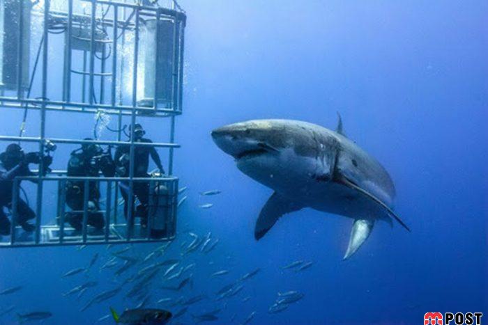 برنده مسابقه عکاسی زیر آب ؛میهمانی ماهی ها در دهان کوسه نهنگ 2 مسابقه عکاسی زیر آب