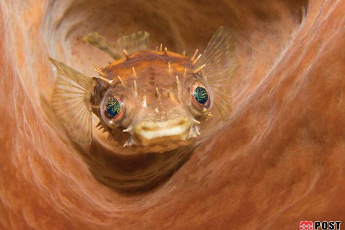 برنده مسابقه عکاسی زیر آب ؛میهمانی ماهی ها در دهان کوسه نهنگ 12 مسابقه عکاسی زیر آب