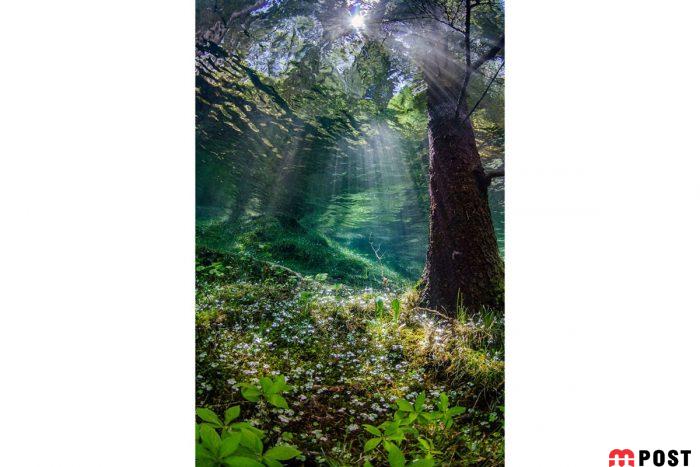 برنده مسابقه عکاسی زیر آب ؛میهمانی ماهی ها در دهان کوسه نهنگ 3 مسابقه عکاسی زیر آب