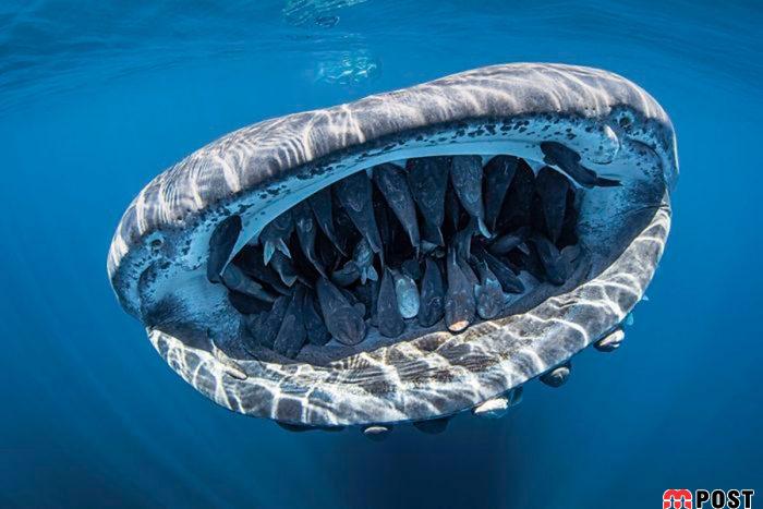 برنده مسابقه عکاسی زیر آب ؛میهمانی ماهی ها در دهان کوسه نهنگ 4 مسابقه عکاسی زیر آب