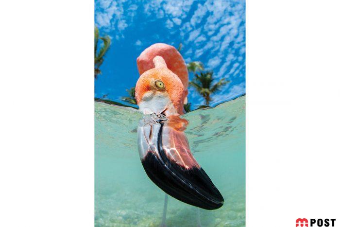 برنده مسابقه عکاسی زیر آب ؛میهمانی ماهی ها در دهان کوسه نهنگ 5 مسابقه عکاسی زیر آب