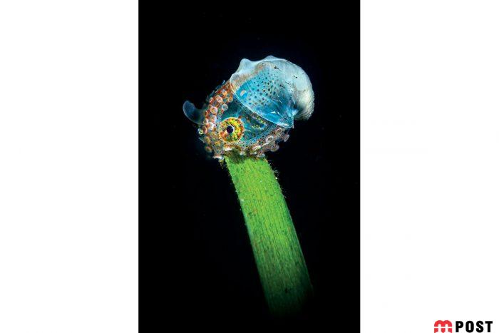 برنده مسابقه عکاسی زیر آب ؛میهمانی ماهی ها در دهان کوسه نهنگ 6 مسابقه عکاسی زیر آب