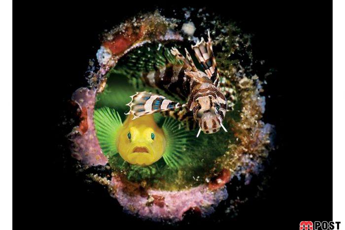 برنده مسابقه عکاسی زیر آب ؛میهمانی ماهی ها در دهان کوسه نهنگ 9 مسابقه عکاسی زیر آب