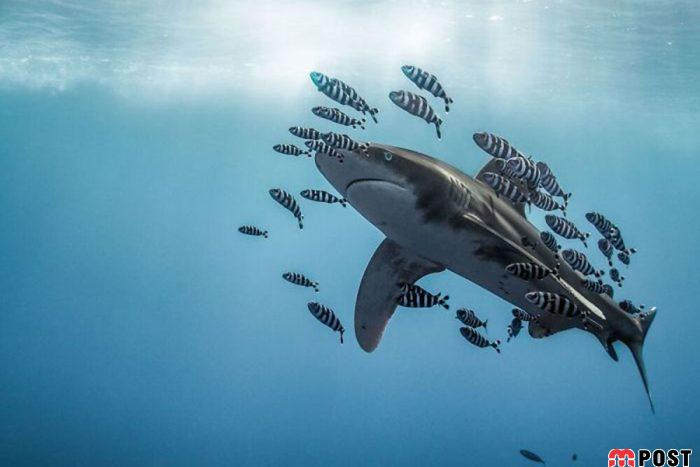 برنده مسابقه عکاسی زیر آب ؛میهمانی ماهی ها در دهان کوسه نهنگ 10 مسابقه عکاسی زیر آب