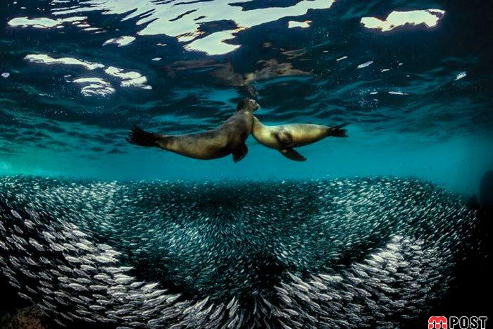 برنده مسابقه عکاسی زیر آب ؛میهمانی ماهی ها در دهان کوسه نهنگ 14 مسابقه عکاسی زیر آب