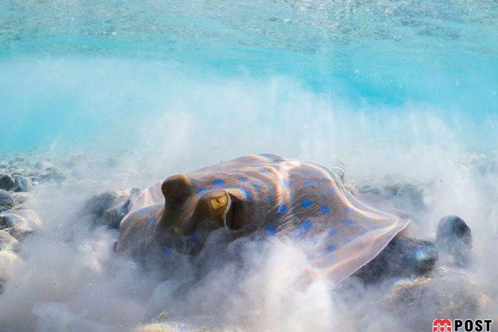 برنده مسابقه عکاسی زیر آب ؛میهمانی ماهی ها در دهان کوسه نهنگ 15 مسابقه عکاسی زیر آب