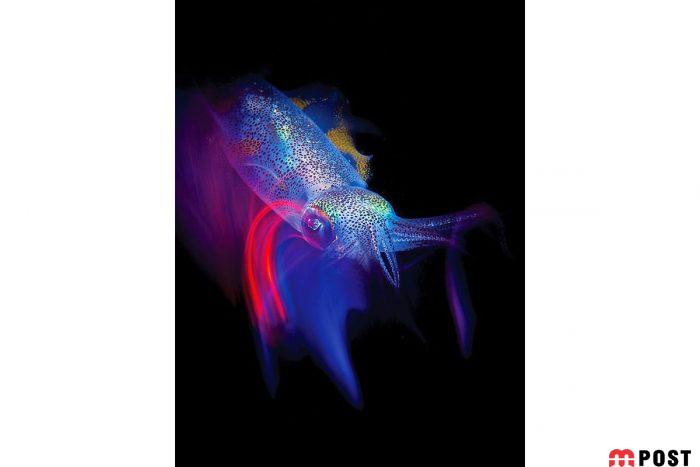 برنده مسابقه عکاسی زیر آب ؛میهمانی ماهی ها در دهان کوسه نهنگ 16 مسابقه عکاسی زیر آب