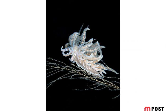 برنده مسابقه عکاسی زیر آب ؛میهمانی ماهی ها در دهان کوسه نهنگ 17 مسابقه عکاسی زیر آب