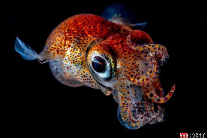 برنده مسابقه عکاسی زیر آب ؛میهمانی ماهی ها در دهان کوسه نهنگ 20 مسابقه عکاسی زیر آب