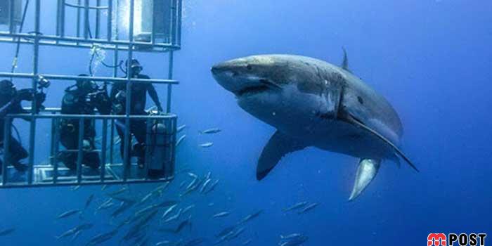 برنده مسابقه عکاسی زیر آب ؛میهمانی ماهی ها در دهان کوسه نهنگ 6 مسابقه عکاسی زیر آب