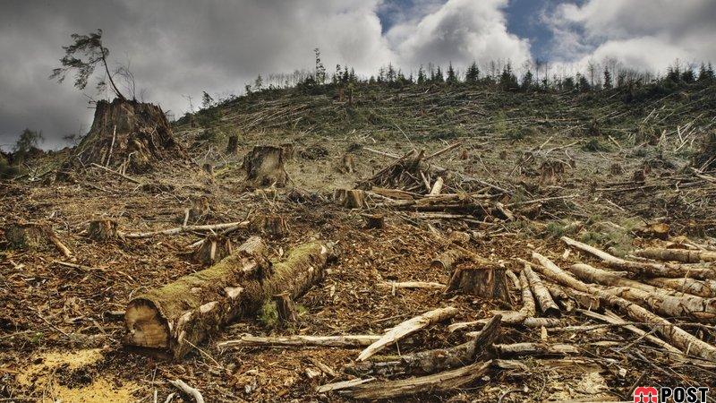 گرمایش جهانی در بوجودآوردن ویروس کرونا نقش داشته است 6 گرمایش جهانی