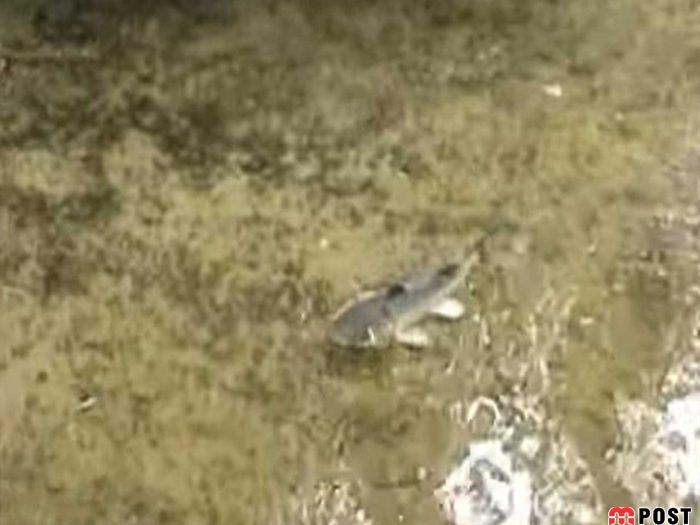 چارلی، یکی از پیشرفته ترین زیردریایی های جاسوسی آمریکا 5 زیردریایی های جاسوسی آمریکا