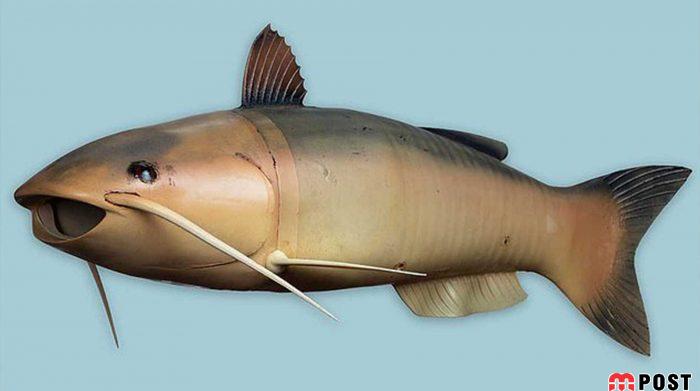 چارلی، یکی از پیشرفته ترین زیردریایی های جاسوسی آمریکا 6 زیردریایی های جاسوسی آمریکا