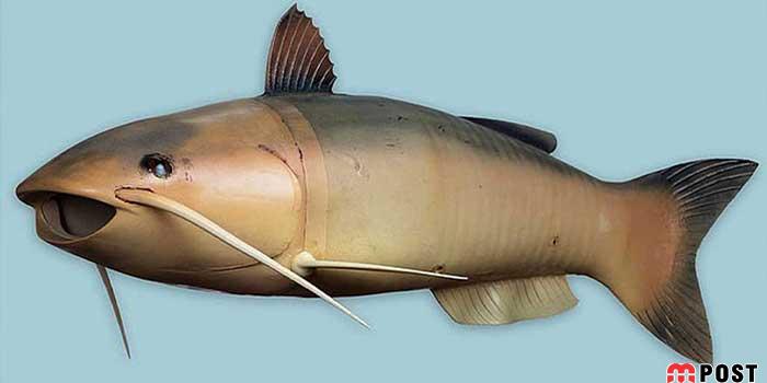 چارلی، یکی از پیشرفته ترین زیردریایی های جاسوسی آمریکا 1 زیردریایی های جاسوسی آمریکا