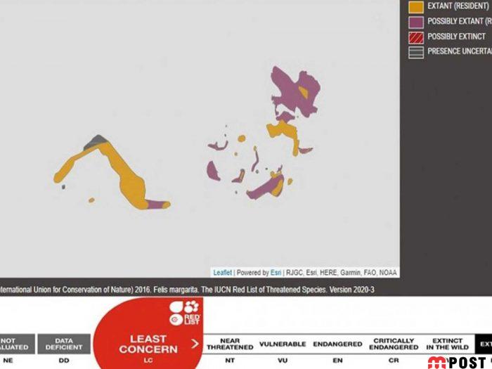 آشنایی با گربه شنی در زیستگاه های خشک و کویری + عکس 14 آشنایی با گربه شنی