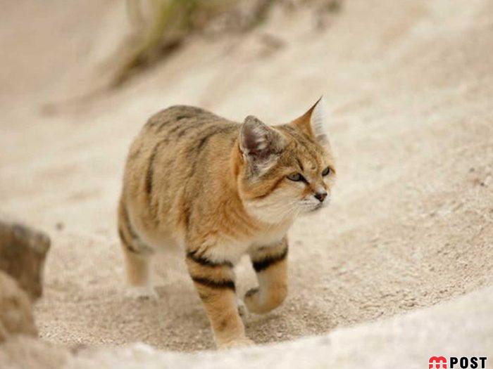 آشنایی با گربه شنی در زیستگاه های خشک و کویری + عکس 8 آشنایی با گربه شنی