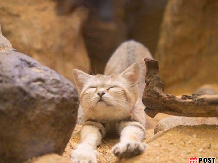 آشنایی با گربه شنی در زیستگاه های خشک و کویری + عکس 7 آشنایی با گربه شنی