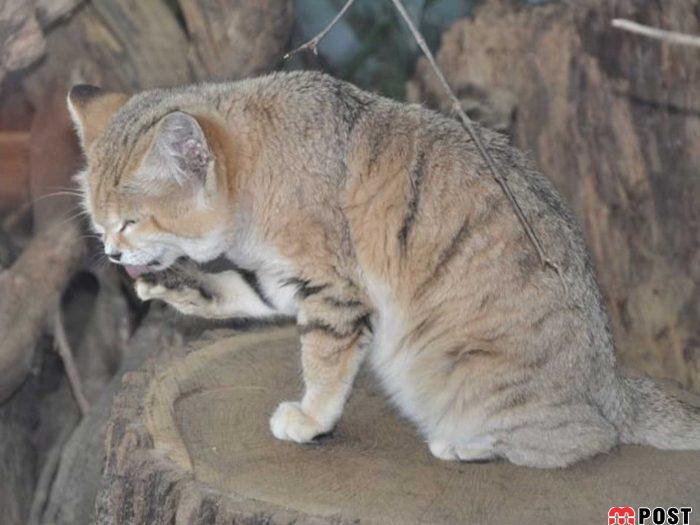 آشنایی با گربه شنی در زیستگاه های خشک و کویری + عکس 6 آشنایی با گربه شنی